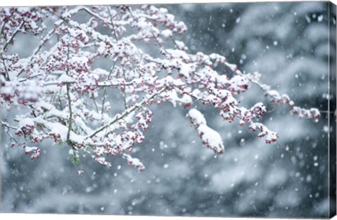 Framed Snow covered branch during snowing, Washington State, USA Print