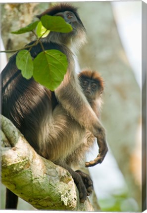 Framed Red Colobus monkey with its young one on a tree, Kibale National Park, Uganda Print