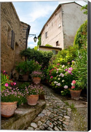 Framed Flowers pots on street, Lacoste, Vaucluse, Provence-Alpes-Cote d&#39;Azur, France Print