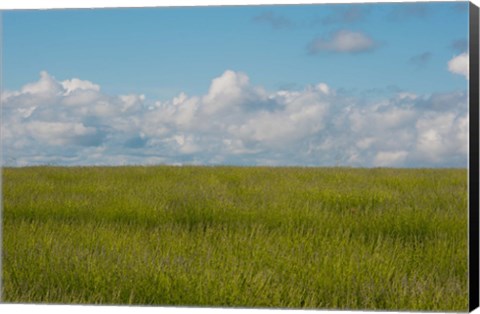 Framed Lavender Field, France Print