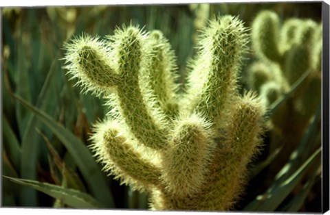 Framed Cactus in sunlight Print