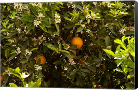 Framed Orange trees in an orchard, Santa Paula, Ventura County, California, USA Print