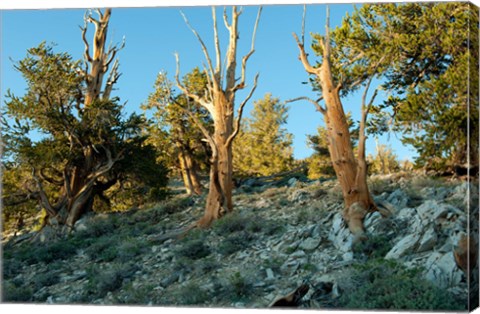 Framed Bristlecone Pine Grove, White Mountains, California Print