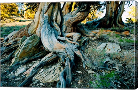 Framed Bristlecone Pine Grove at Ancient Bristlecone Pine Forest, White Mountains, California Print