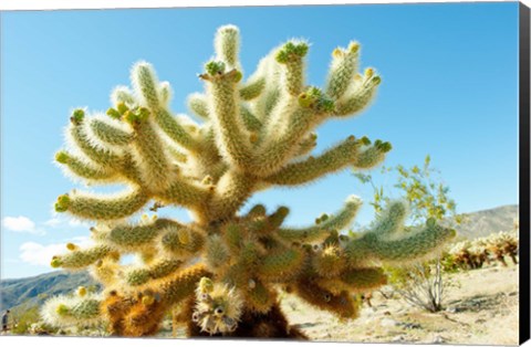 Framed Cactus at Joshua Tree National Park, California, USA Print