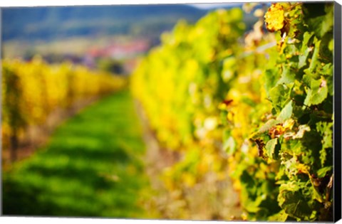 Framed Autumn Vineyards in Mittelbergheim, Alsatian Wine Route, Bas-Rhin, Alsace, France Print