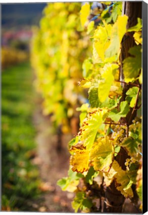 Framed Vineyards in autumn, Mittelbergheim, Alsatian Wine Route, Bas-Rhin, Alsace, France Print