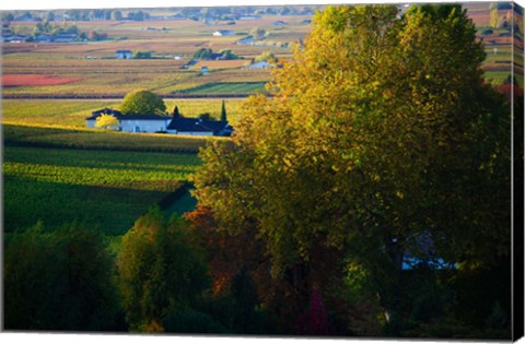 Framed Vineyards, Saint-Emilion, Gironde, Aquitaine, France Print