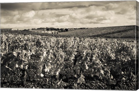 Framed Chateau Lafite Rothschild vineyards in autumn, Pauillac, Haut Medoc, Gironde, Aquitaine, France (black and white) Print