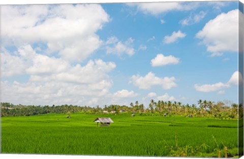 Framed Rice field, Rejasa, Penebel, Bali, Indonesia Print