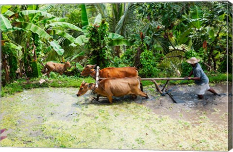 Framed Paddy Field, Rejasa, Penebel, Bali, Indonesia Print