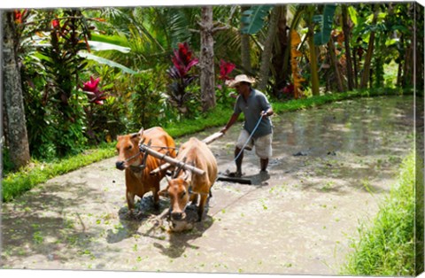 Framed Farmer with Oxen, Rejasa, Penebel, Bali, Indonesia Print