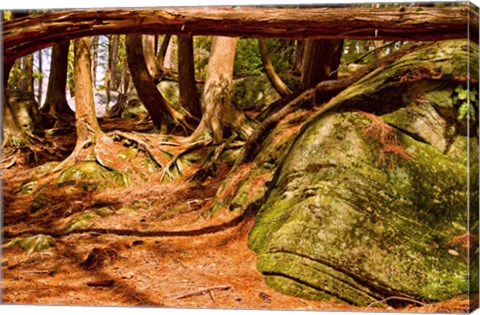 Framed Trail in a forest, Muskoka, Ontario, Canada Print