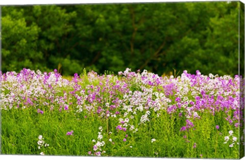 Framed Pink and white fireweed flowers, Ontario, Canada Print