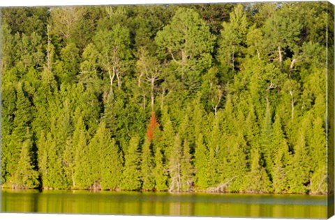 Framed Trees at the lakeside, Lake Muskoka, Ontario, Canada Print