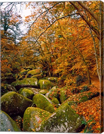 Framed Huelgoat Forest in Autumn, Finistere, Brittany, France Print