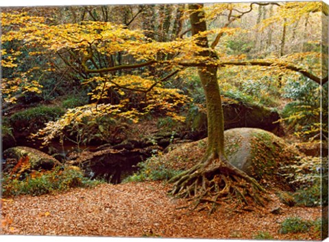 Framed Huelgoat Forest Covered in Autumn Leaves, Finistere, Brittany, France Print