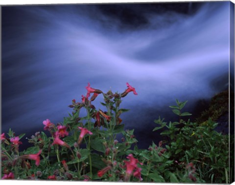 Framed Flowers on Plants, Castle Crest Wildflower Garden Trail, Munson Creek, Crater Lake National Park, Oregon Print