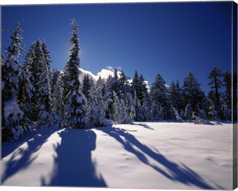 Framed Sunrise through snow covered fir trees at South Rim, Crater Lake National Park, Oregon, USA Print