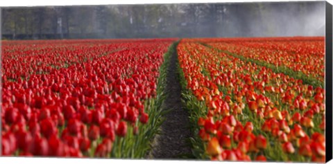 Framed Dutch Tulip Field Print