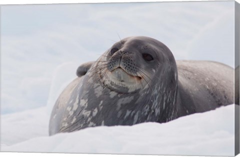 Framed Antarctica, Paradise Harbour, Fat Weddell seal Print