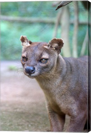 Framed Carnivore in Madagascar, related to a mongoose Print