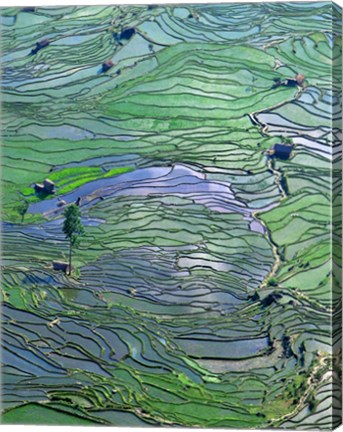 Framed Flooded Tiger&#39;s Mouth Terraces, Yuanyang, Yunnan, China Print