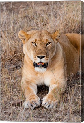 Framed Female lion, Maasai Mara National Reserve, Kenya Print