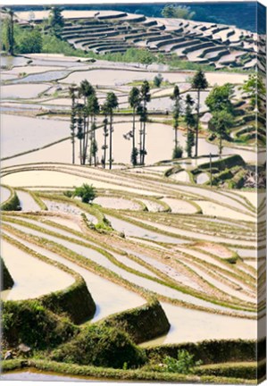 Framed Flooded Ai Cun Rice Terraces, Yuanyang County, Yunnan Province, China Print