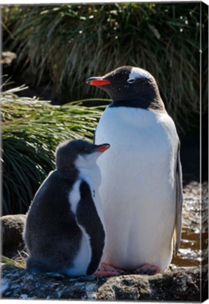 Framed Gentoo Penguin, Prion Island, South Georgia, Antarctica Print