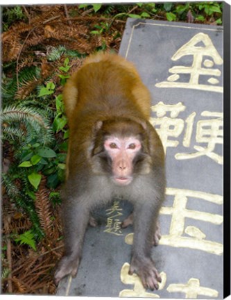 Framed China, Zhangjiajie National Forest, Rhesus Macaque Print