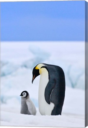 Framed Parent and chick Emperor Penguin, Snow Hill Island, Antarctica Print