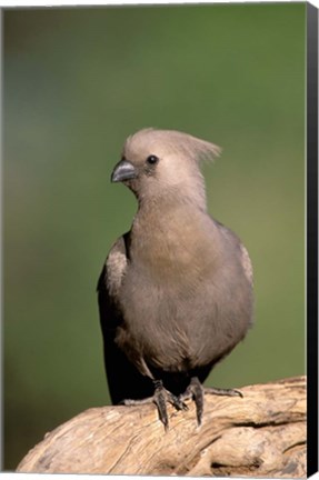 Framed Grey Lourie, Okavango Delta, Botswana Print