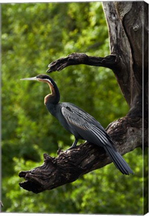 Framed African Darter perched Chobe NP, Kasane, Botswana, Africa Print