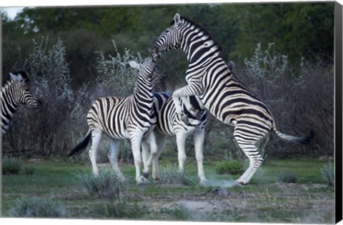 Framed Burchell&#39;s zebra fighting, Etosha National Park, Namibia Print