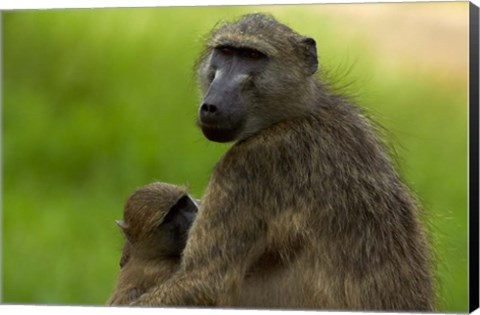 Framed Chacma baboon, Papio ursinus, and baby, Kruger NP, South Africa Print