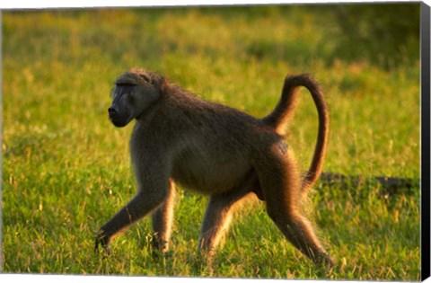 Framed Chacma baboon, Papio ursinus, Kruger NP, South Africa Print