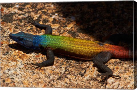 Framed Common flat lizard on Malindidzimu hill, Matobo NP, Zimbabwe, Africa Print