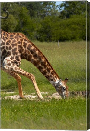 Framed Giraffe drinking, Giraffa camelopardalis, Hwange NP, Zimbabwe, Africa Print