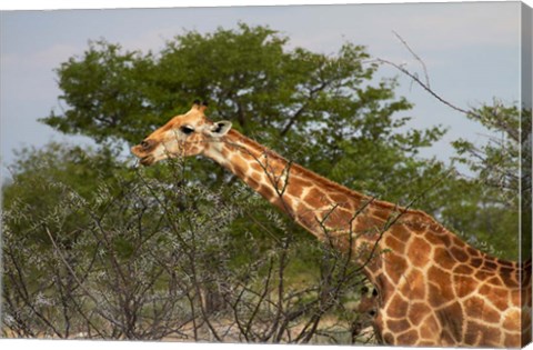 Framed Giraffe, Namibia Print