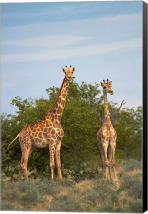 Framed Giraffe, Etosha National Park, Namibia Print