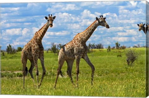 Framed Giraffe, Nxai Pan National Park, Botswana, Africa Print