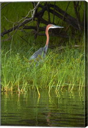 Framed Goliath Heron along the Zambezi River, Zimbabwe, Africa Print