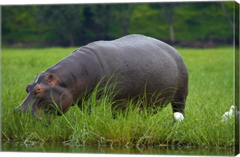 Framed Hippo and Cattle Egret by Chobe River, Chobe NP, Botswana, Africa Print