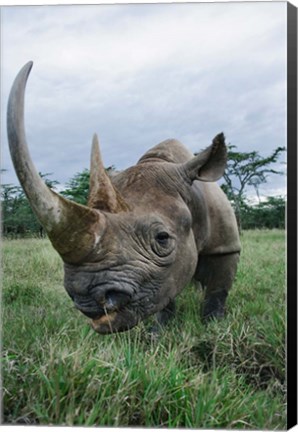 Framed Black Rhinoceros, Kenya Print