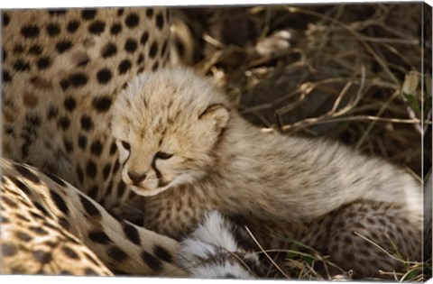 Framed Cheetah cub, Acinonyx jubatus, Masai Mara, Kenya Print