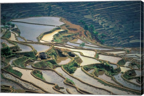 Framed Flooded Rice Terraces of Honghe, China Print