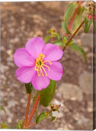 Framed Africa; Malawi; Mt Mulanje; Pink flower on Mt. Mulanje Print