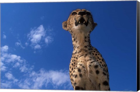 Framed Cheetah Watching Surrounding Savanna, Masai Mara Game Reserve, Kenya Print