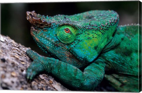 Framed Chameleons in the Analamazaotra National Park, Madagascar Print